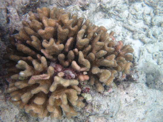  Pocillopora elegans (Elegans Coral)